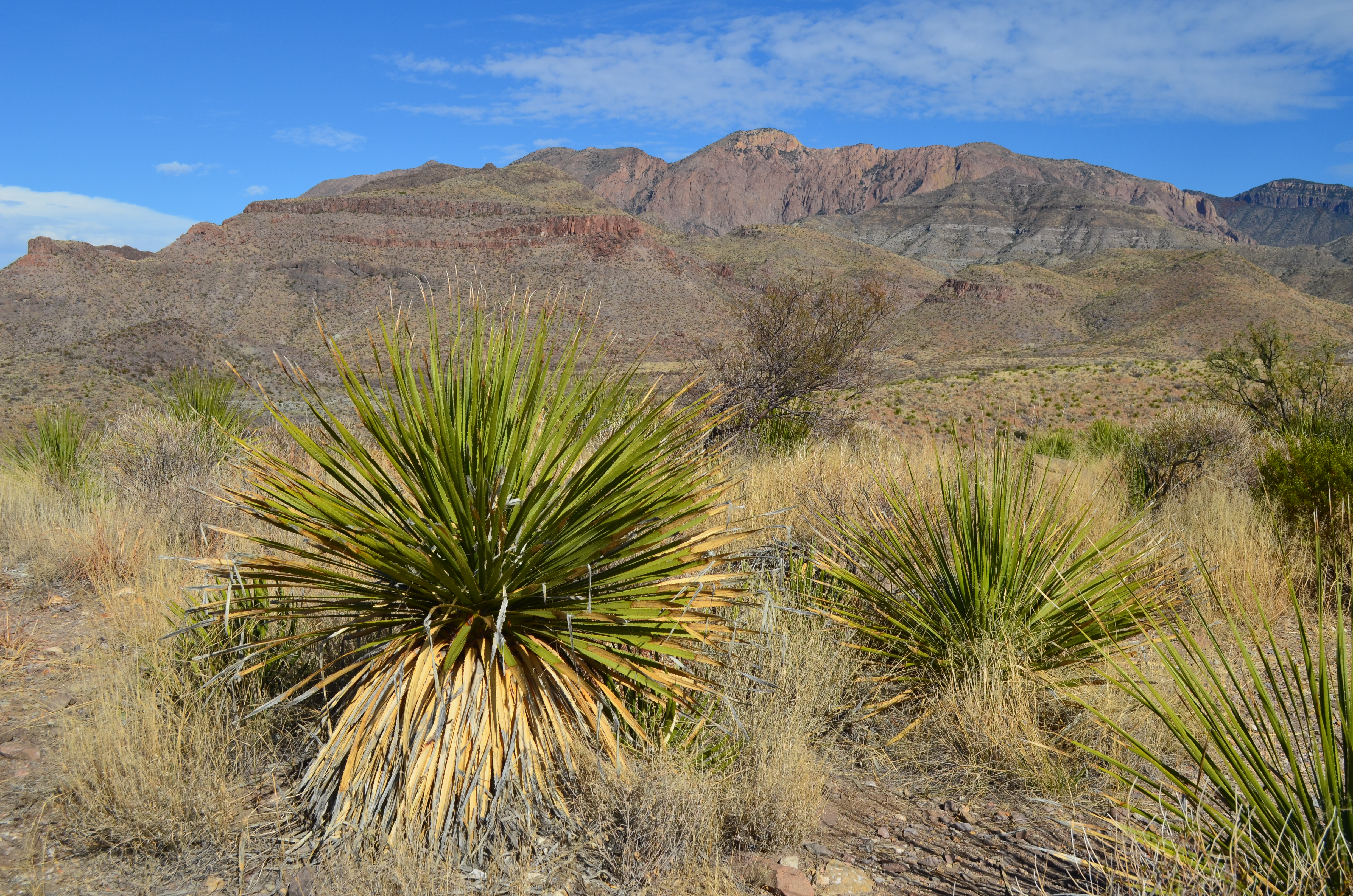 You are currently viewing Ross Maxwell Scenic Drive and Santa Elena Canyon – Big Bend National Park