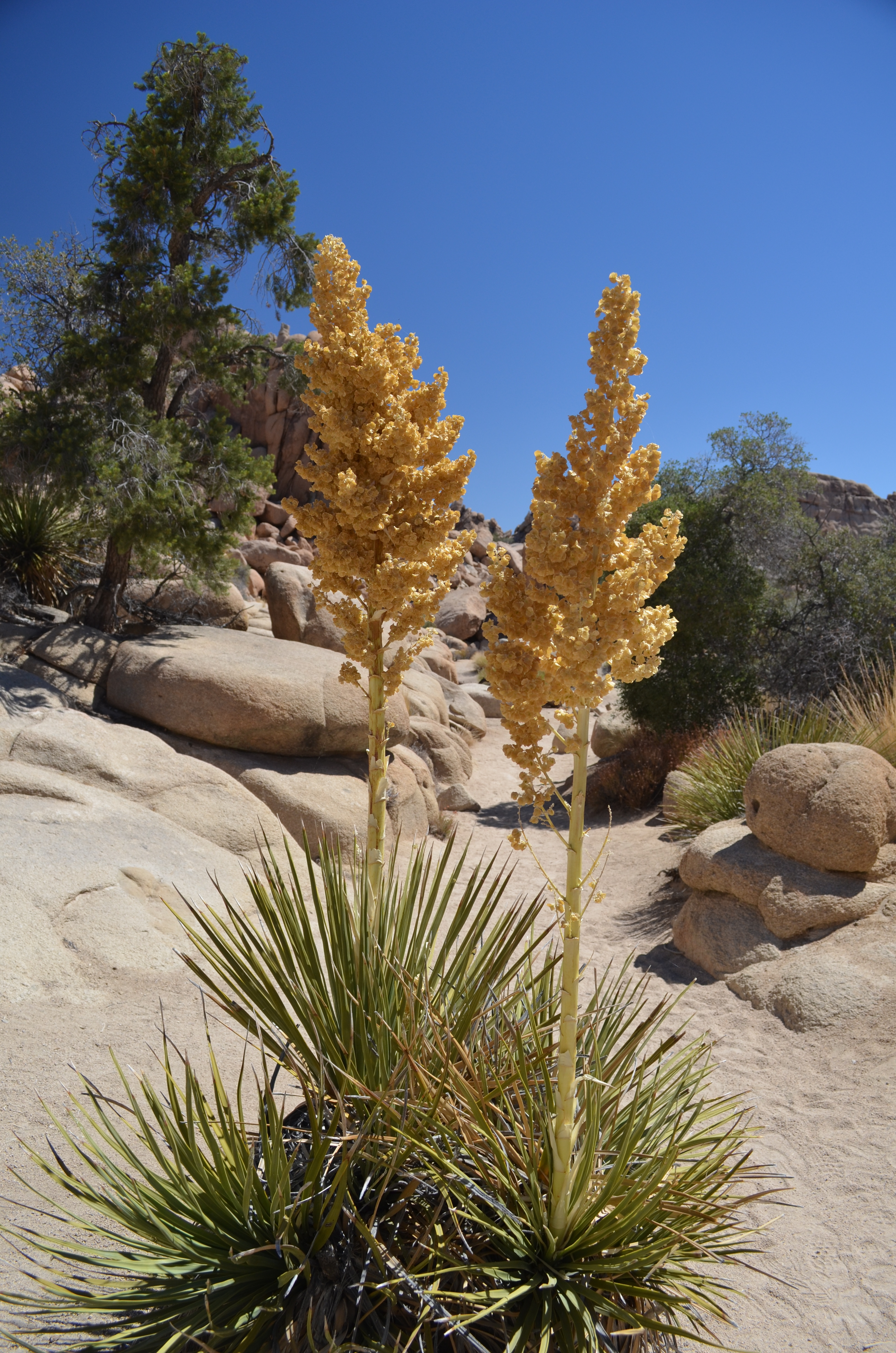 You are currently viewing Joshua Tree NP – California