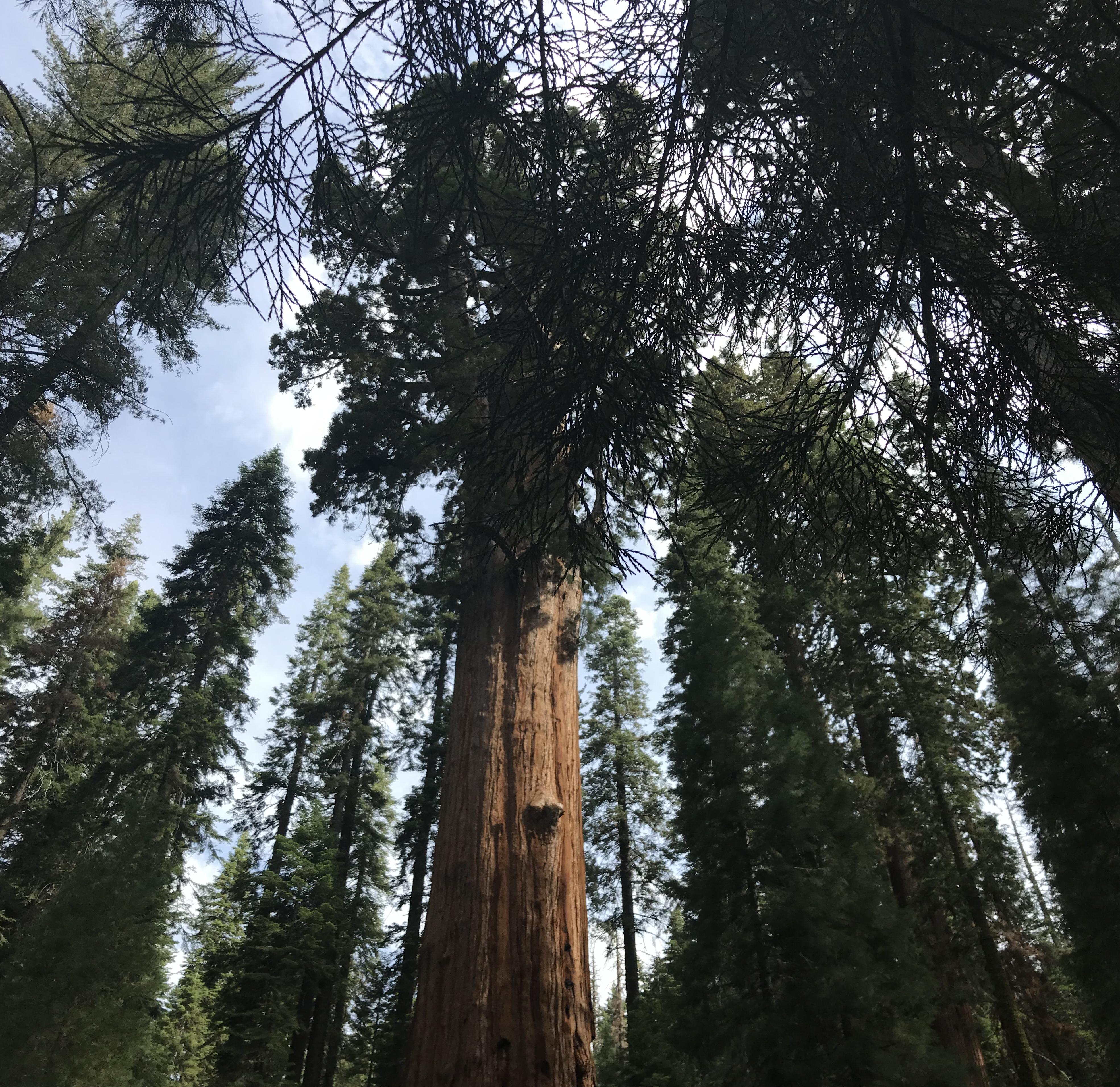 Read more about the article Sequoia National Park – California