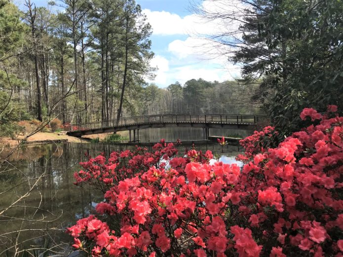 You are currently viewing Azaleas at Callaway Gardens – Pine Mountain, GA