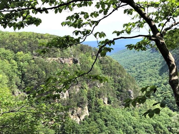 Read more about the article Quarantine Quest – Cloudland Canyon State Park, GA