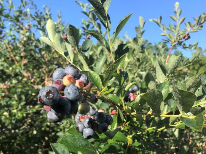 Read more about the article Quarantine Quests – Fort Yargo State Park and Blueberry Picking, Winder, GA