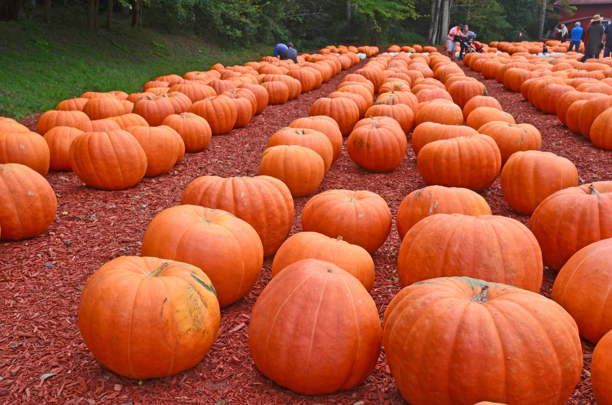 Sunflowers & Pumpkins - Autumn in Dawsonville, GA • Finding Family 