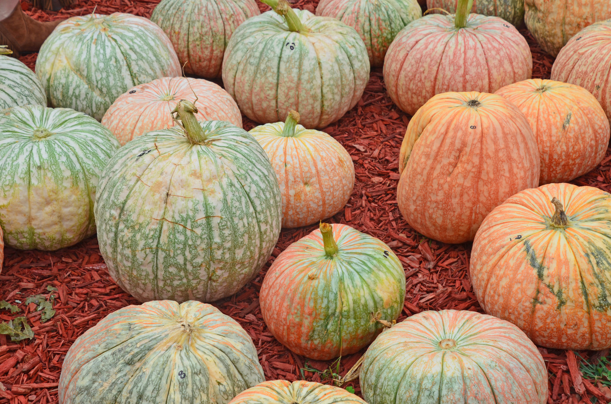 Sunflowers & Pumpkins - Autumn in Dawsonville, GA • Finding Family 