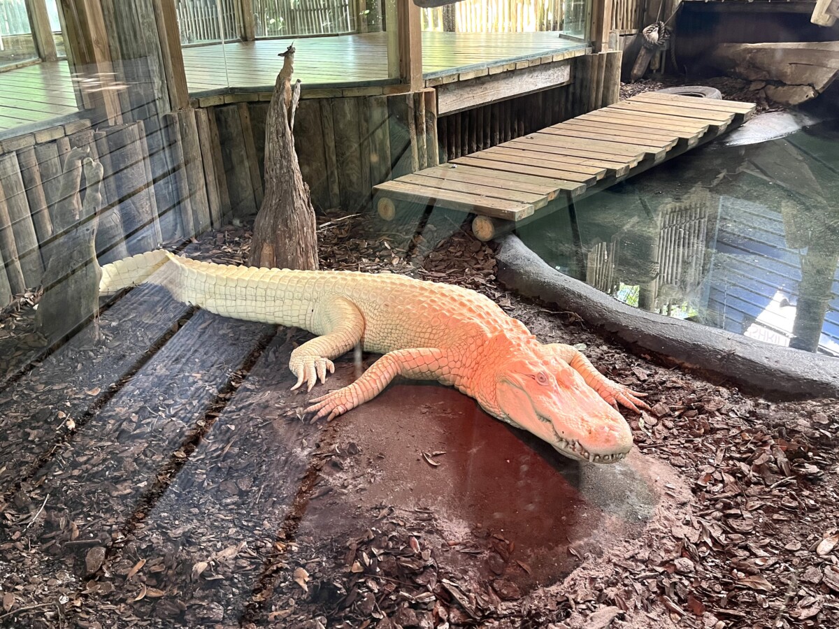You are currently viewing St. Augustine Alligator Farm – St. Augustine, FL