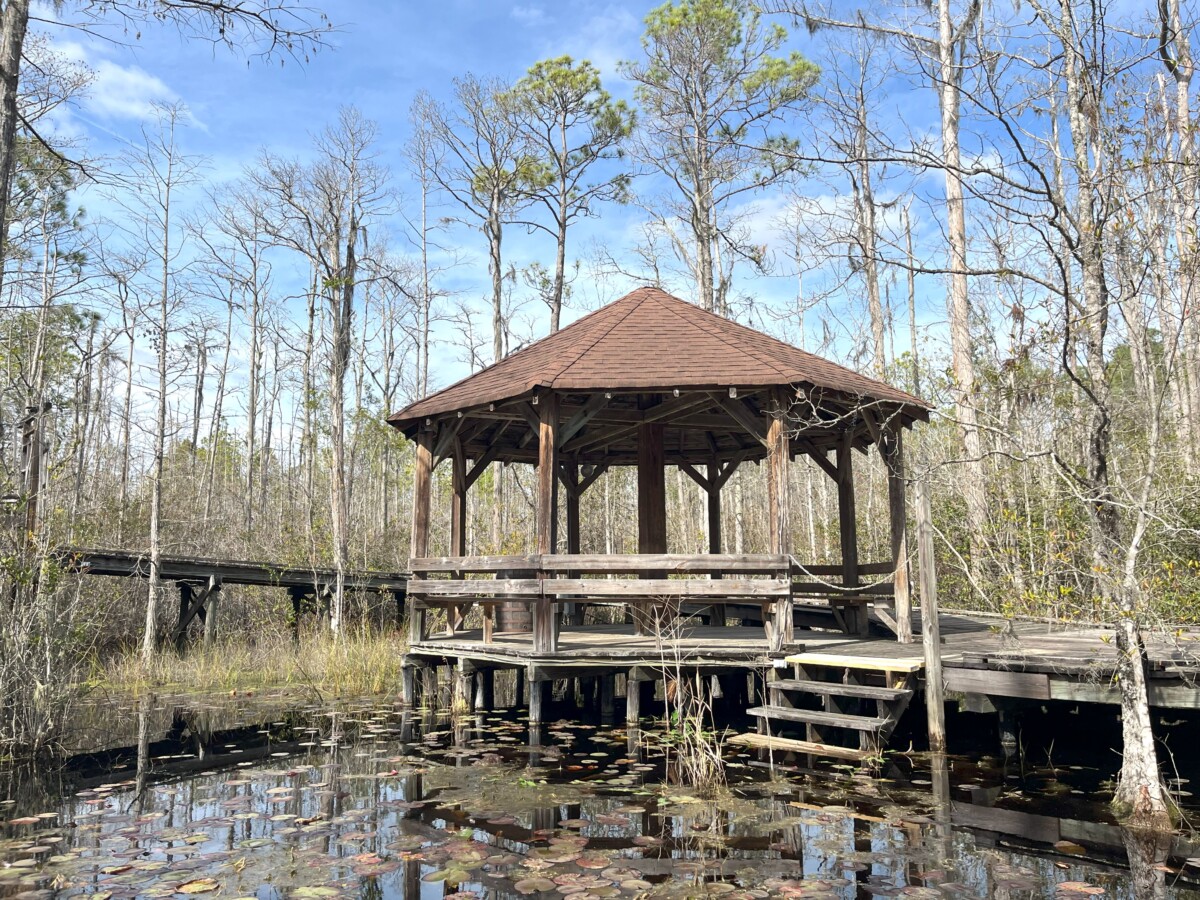 Read more about the article Okefenokee Swamp Park – Waycross, GA