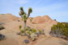 Joshua Tree National Park 2024 – California