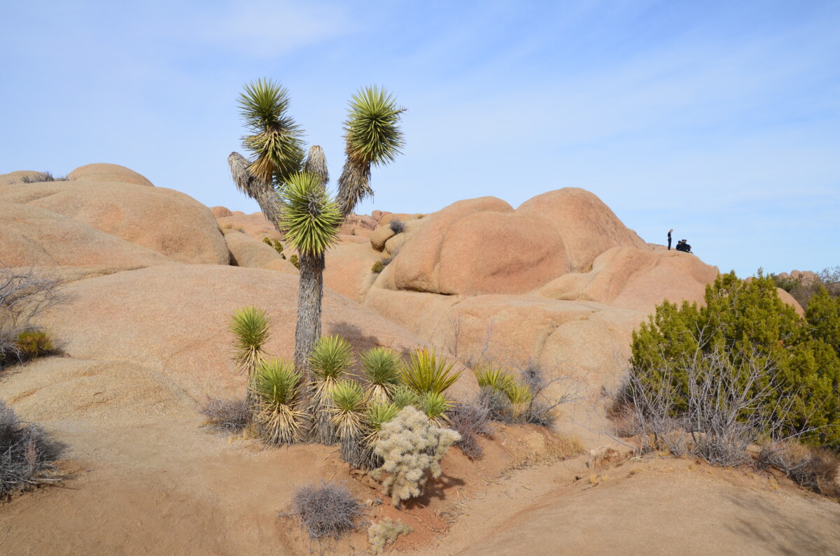 Read more about the article Joshua Tree National Park 2024 – California